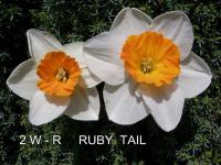 Narcis 'Ruby Tail' - Velkokorunné narcisy (Narcissus)