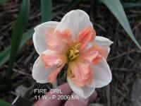 Narcis 'Fire Drill' - Collar narcisy (Narcissus)