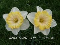 Narcis 'Gaily Clad' - Velkokorunné narcisy (Narcissus)