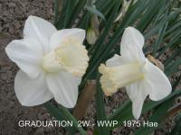 Narcis 'Graduation' - Velkokorunné narcisy (Narcissus)