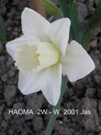 Narcis 'Haoma' - Velkokorunné narcisy (Narcissus)