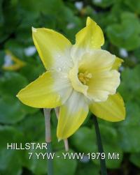 Narcis 'Hillstar' - Jonquilla narcisy (Narcissus)