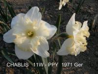 Narcis 'Chablis' - Collar narcisy (Narcissus)