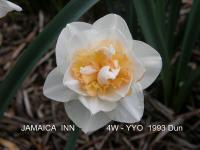 Narcis 'Jamaica Inn' - Plnokvěté narcisy (Narcissus)