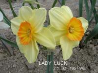 Narcis 'Lady Luck' - Velkokorunné narcisy (Narcissus)
