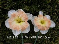 Narcis 'Mallee' - Collar narcisy (Narcissus)