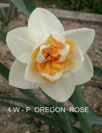 Narcis 'Oregon Rose' - Plnokvěté narcisy (Narcissus)