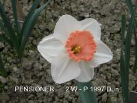 Narcis 'Pensioner' - Velkokorunné narcisy (Narcissus)