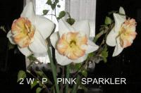 Narcis 'Pink Sparkler' - Velkokorunné narcisy (Narcissus)