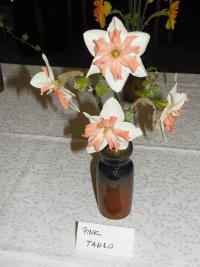 Narcis 'Pink Tango' - Collar narcisy (Narcissus)