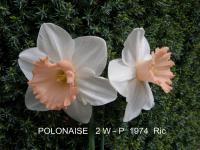 Narcis 'Polonaise' - Velkokorunné narcisy (Narcissus)