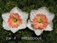 Narcis 'Precocious' - Velkokorunné narcisy (Narcissus)