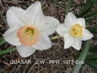 Narcis 'Quasar' - Velkokorunné narcisy (Narcissus)