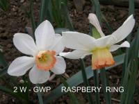Narcis 'Raspberry Ring' - Velkokorunné narcisy (Narcissus)