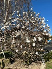 Šácholan (Magnolia)