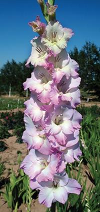 Mečík 'Rhey' (Gladiolus)