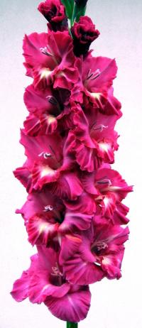 Mečík 'Dandy' (Gladiolus)