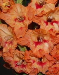 Mečík 'Dagmar' (Gladiolus)