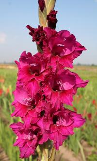 Mečík 'Peggy' (Gladiolus)