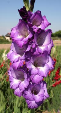 Mečík 'Sára' (Gladiolus)