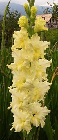 Mečík 'Prelude' (Gladiolus)