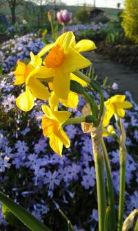 Narcis 'Falconet' - Tazetta narcisy (Narcissus)