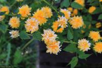 Zákula japonská (Kerria japonica)