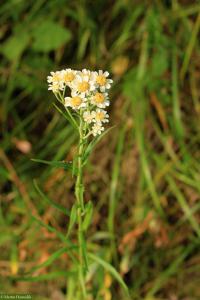 Řebříček bertrám (Achillea ptarmica)