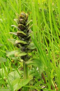 Zběhovec plazivý (Ajuga reptans)
