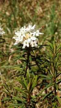 Rojovník bahenní (Rhododendron tomentosum)