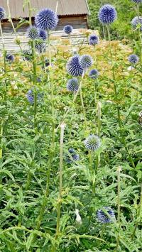 Bělotrn modrý (Echinops ritro)