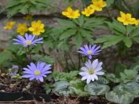 Sasanka rozkošná (Anemone blanda)