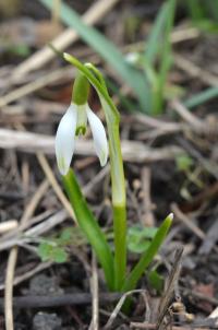 Sněženka podsněžník (Galanthus nivalis)