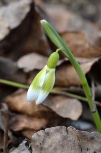 Sněženka podsněžník (Galanthus nivalis)