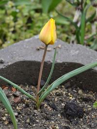 Tulipán (Tulipa kolpakowskiana)