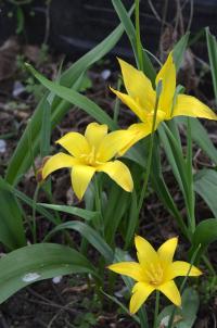 Tulipán (Tulipa x tschimganica)