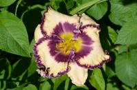 Denivka 'Punchy Purple' (Hemerocallis)