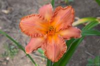Denivka 'Rainbow Mesa' (Hemerocallis)