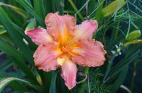 Denivka 'Rainbow Mesa' (Hemerocallis)
