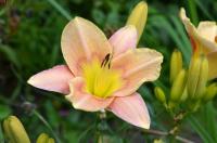 Denivka 'Retro Mode' (Hemerocallis)