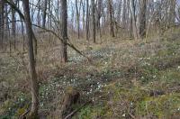 Sněženka podsněžník (Galanthus nivalis)