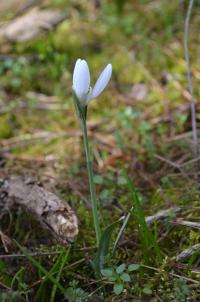 Sněženka podsněžník (Galanthus nivalis)