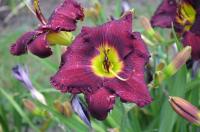 Denivka 'American Songbook' (Hemerocallis)