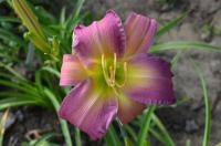 Denivka 'Angel Falls' (Hemerocallis)