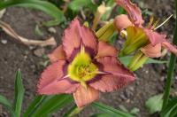 Denivka 'Batman' (Hemerocallis)