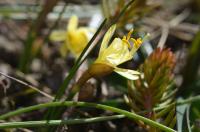 Narcis (Narcissus hedraeanthus)