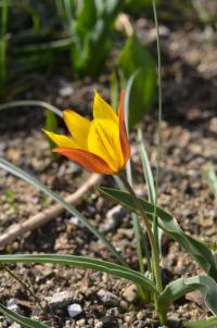 Tulipán (Tulipa platystemon)