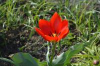 Tulipán Fosterův 'Mrs Dagnia' (Tulipa fosteriana)