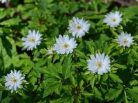 Sasanka hajní 'Bracteata Pleniflora' (Anemone nemorosa)