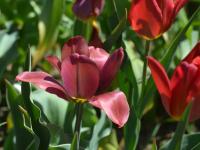 Tulipán (Tulipa rubidusa)